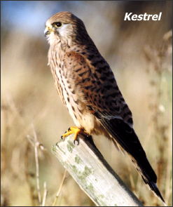 Kestrel