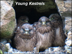 Young Kestrels