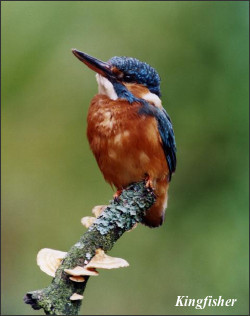 Kingfisher