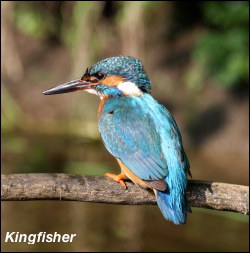 Kingfisher Adult