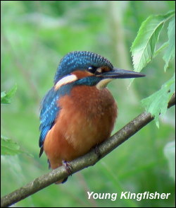Kingfisher Young