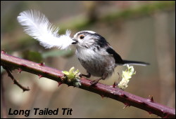 Long Tailed Titl
