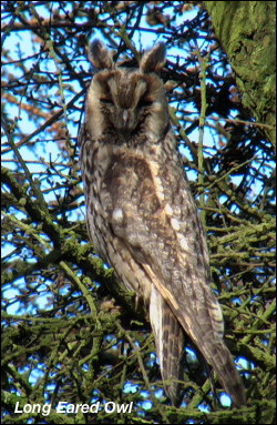 Long Eared Owl