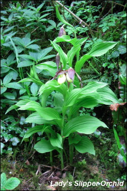 Lady's Slipper Orchid