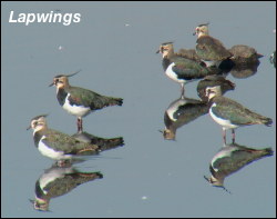 Lapwings