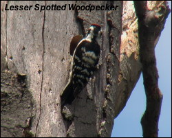 Lesser Spotted Woodpecker