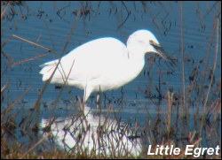 Little Egret