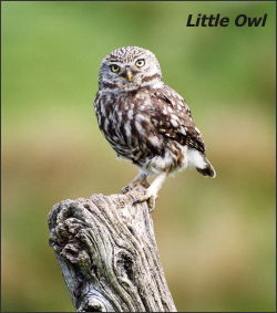 Little Owl