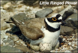 Little Ringed Plover