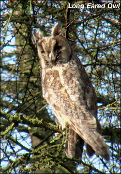 Long Eared Owl