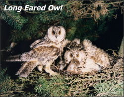 Long Eared Owl