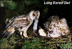 Long Eared Owl