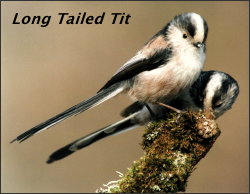 Long Tailed Tit