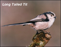 Long Tailed Tit