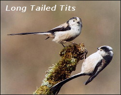 Long Tailed Tits