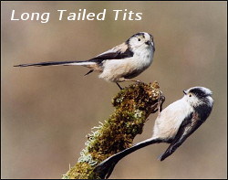 Long Tailed Tits