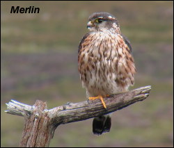 Male Merlin