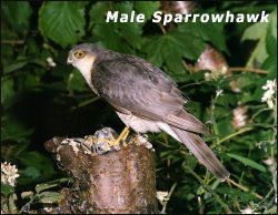Male Sparrowhawk