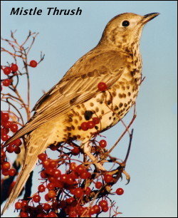 Mistle Thrush