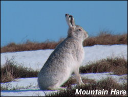 Mountain Hair