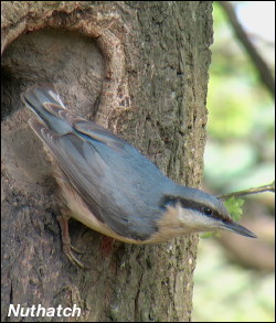 Nuthatch