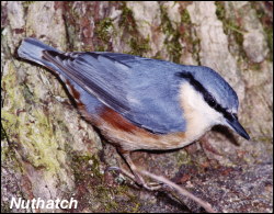 Nuthatch