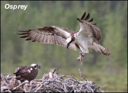 Osprey