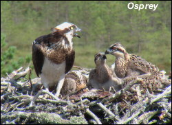 Osprey