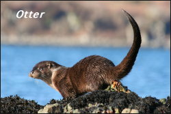 Otter