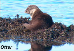 Otter