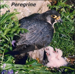 Peregrine