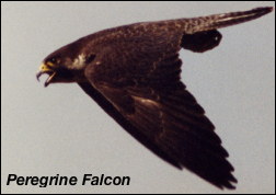 Peregrine