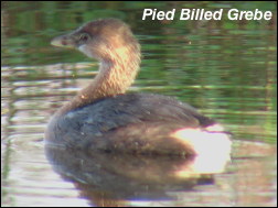 Pied Billed Grebe