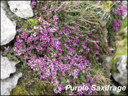 Purple Saxifrage