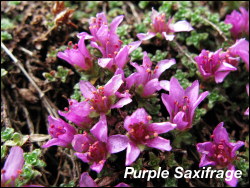 Purple Saxifrage