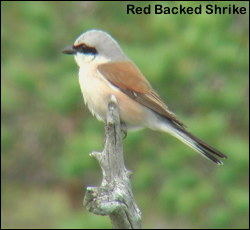 Red Backed Shrike