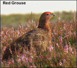Red Grouse