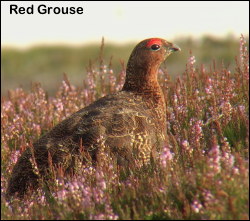 Red Grouse