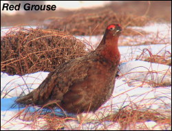 Red Grouse