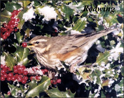 Redwing