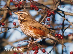 Redwing