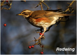 Redwing