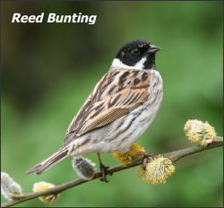 Reed Bunting