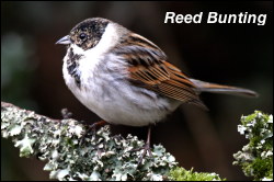 Reed Bunting