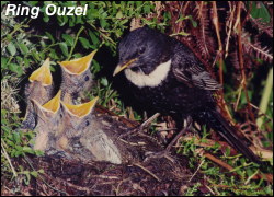 Ring Ouzel