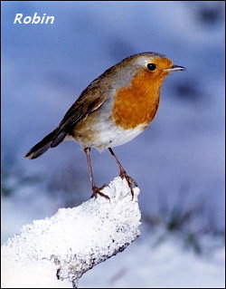 Robin