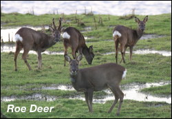 Roe Deer