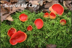 Scarlet Elf Cup