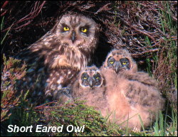 Short Eared Owl