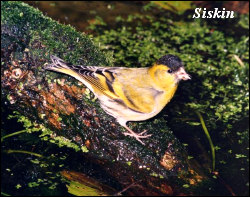 Siskin